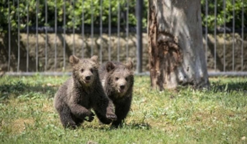 Yavru boz ayılar 'İnci' ve 'Güçlü' Tarsus Doğa Parkı'nın neşesi oldu