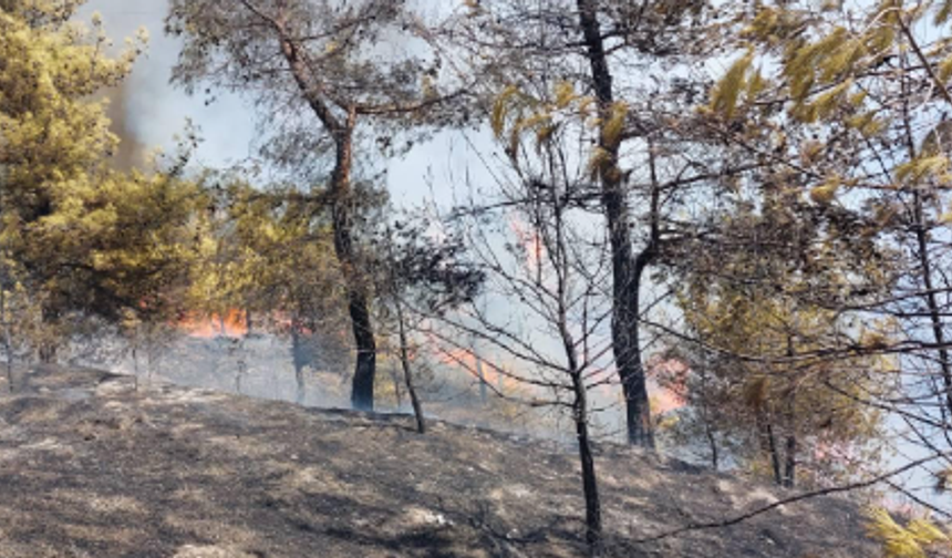 Hatay’da orman yangını çıktı!